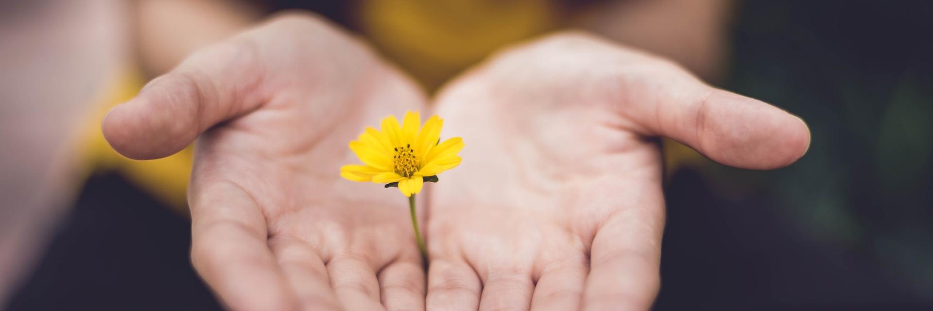 Man sieht ein geöffnetes Händepaar, welches eine kleine gelbe Blume zart umfängt. (c) Lina- Trochez auf unsplash.com Man sieht ein geöffnetes Händepaar, welches eine kleine gelbe Blume zart umfängt.